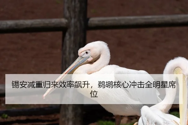 锡安减重归来效率飙升，鹈鹕核心冲击全明星席位